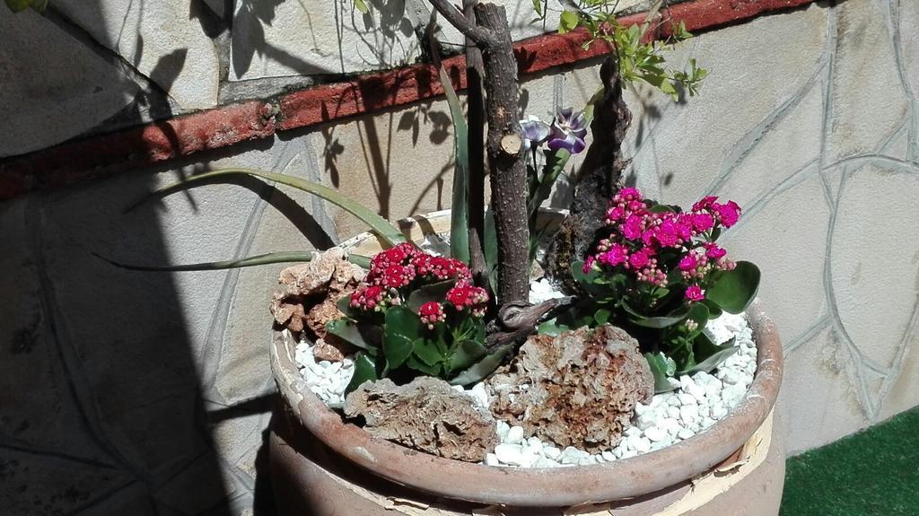Huerta San Miguel 2010